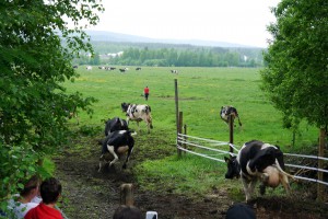 Kosläpp 22
