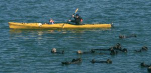 Kayak_and_sea_otters